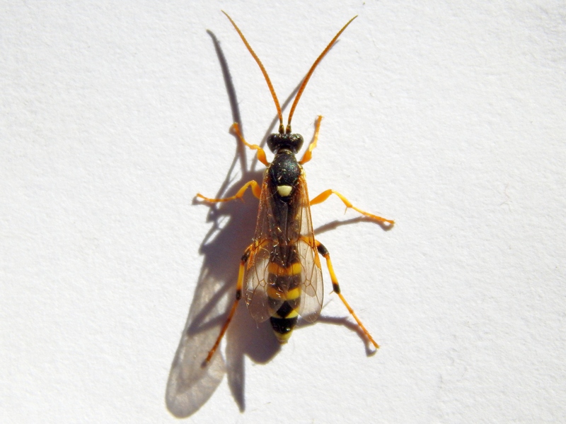 maschio di Ichneumon, Ichneumonidae